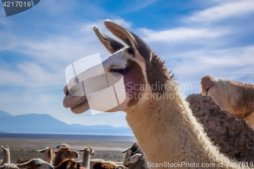 Image of Lamas herd in Bolivia