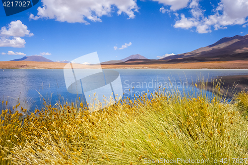 Image of Altiplano laguna in sud Lipez reserva, Bolivia