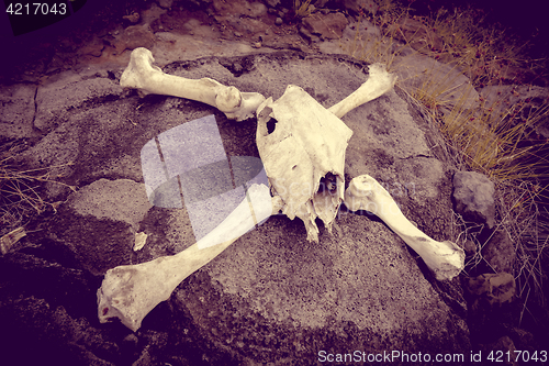 Image of Horse skull and bones