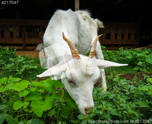 Image of White goat