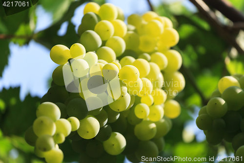 Image of Bunch of white grapes