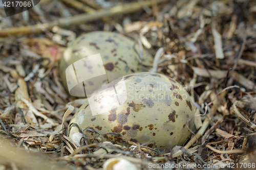 Image of Colorful gull eggs in a nest, close-up