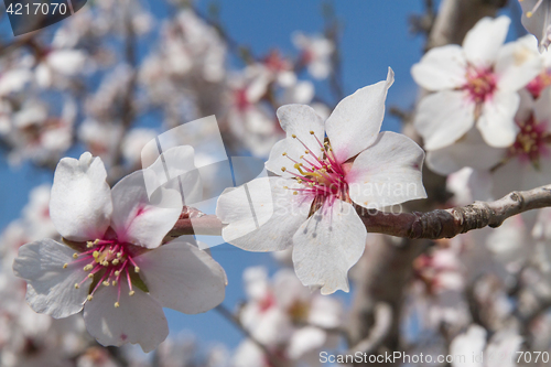 Image of Flowering apricot tree