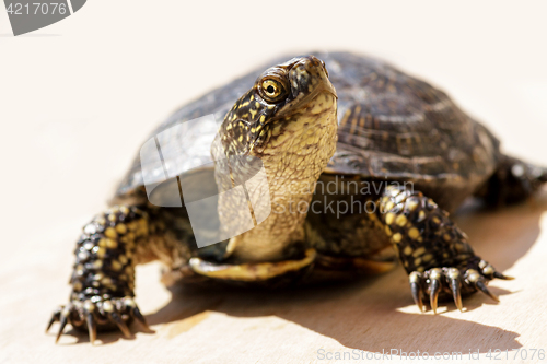 Image of Tortoise on a bright sunny day
