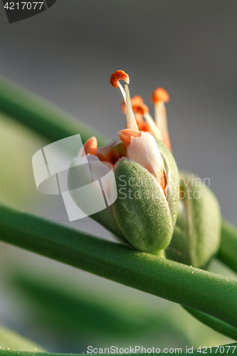 Image of Orange flower bud