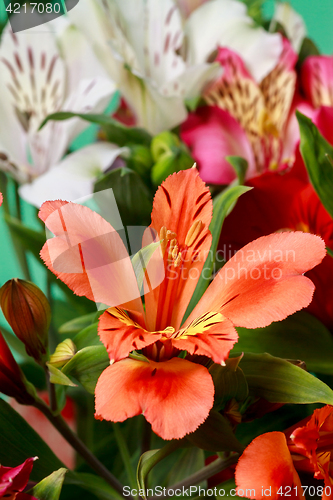 Image of Alstroemeria flowers close-up