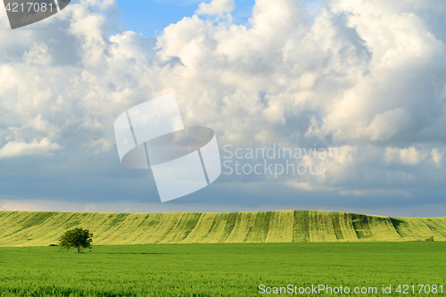 Image of Panorama ripening wheat field