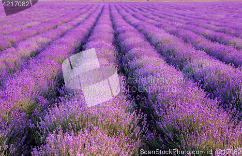 Image of lavender plantation at sunset.