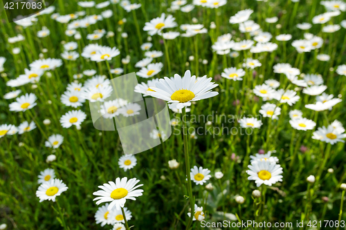 Image of field daisy closeup