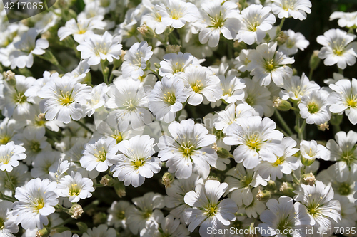 Image of Wild white flowers on a field on a sunny day.