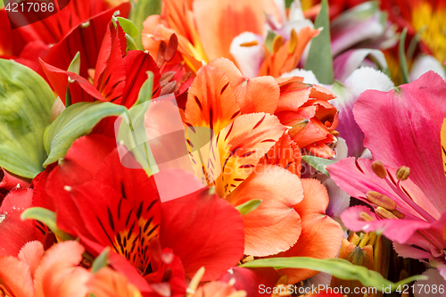 Image of Alstroemeria flowers close-up