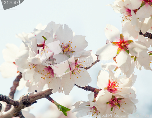 Image of Flowering apricot tree