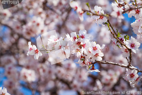 Image of Flowering apricot tree