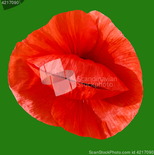 Image of Red poppy on a green background