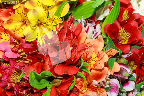Image of Alstroemeria flowers close-up