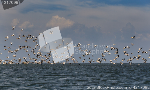 Image of Flock of migratory birds