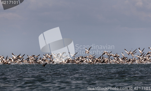 Image of Migration of pink pelicans