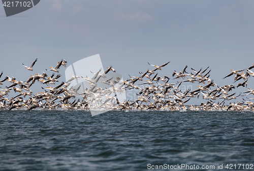 Image of Flock of migratory birds