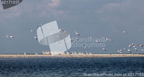 Image of A flock of migrating pink pelicans