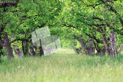 Image of Old fruit orchard in spring