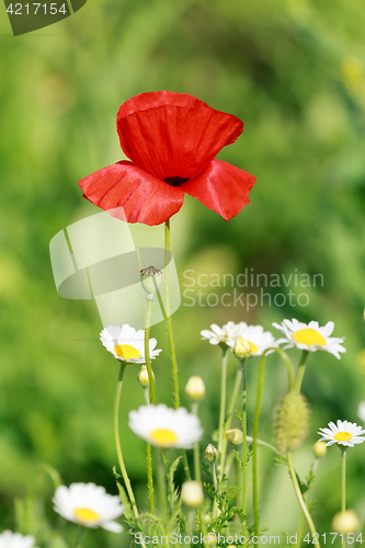 Image of Lonely flower of wild red poppy on blue sky background with focus on flower