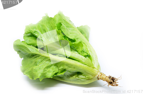 Image of Green Chinese lettuce