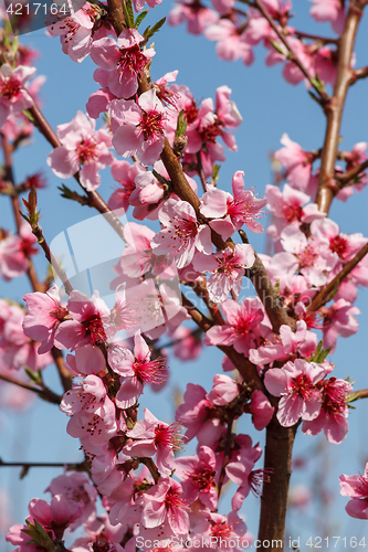 Image of Blossoming peach close-up