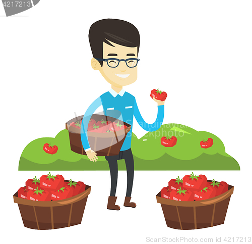 Image of Farmer collecting tomatos vector illustration.