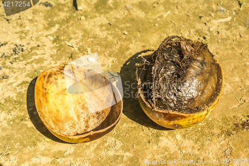 Image of Coconut in the shell