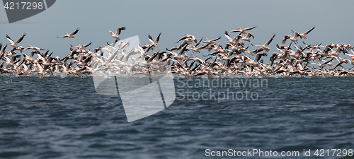 Image of migration of pelicans