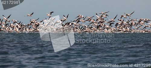 Image of migration of pelicans