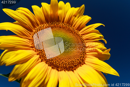 Image of Sunflower close up against the blue sky