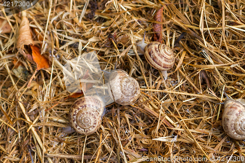 Image of garden snail on straw