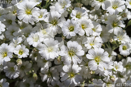 Image of Wild white flowers on a field on a sunny day.