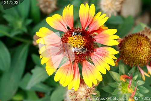 Image of Bee collects pollen from flowers