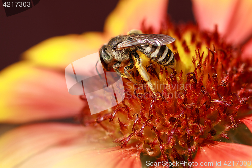 Image of Bee collects pollen from flowers