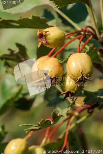 Image of Hawthorn fruits ripen closeup