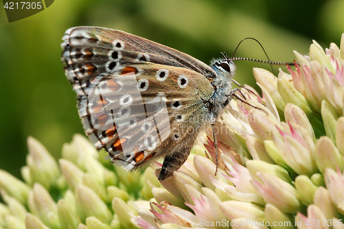 Image of Butterfly on a flowering plant