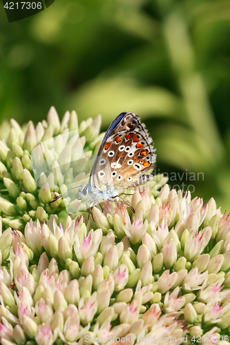 Image of Butterfly on a flowering plant