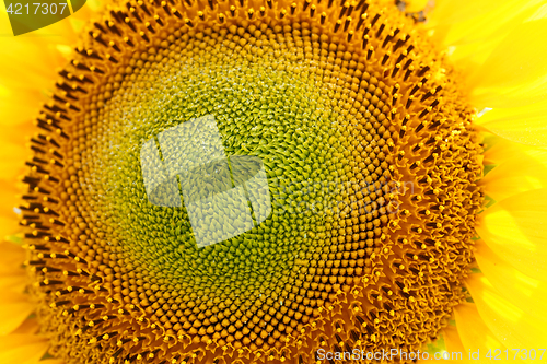 Image of Sunflower field, backlit.