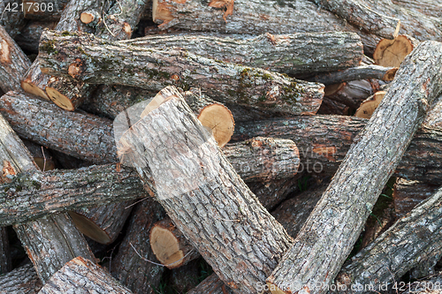 Image of Sawing tree trunks in a heap.