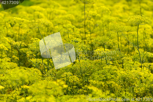 Image of Yellow Flowers dill