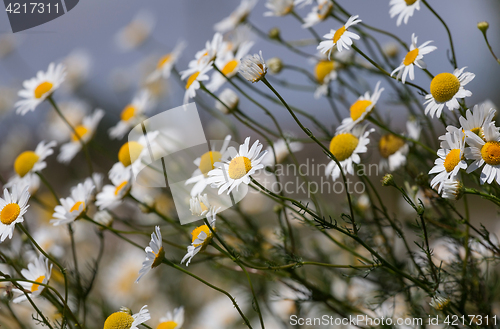 Image of Daisies against the blue sky