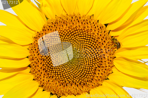 Image of Honey bees on sunflower.