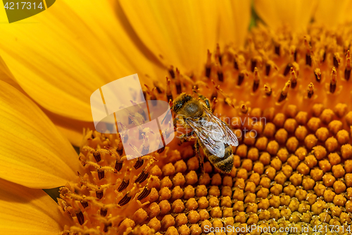 Image of Honey bee on sunflower.