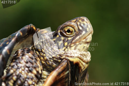 Image of Turtle head closeup