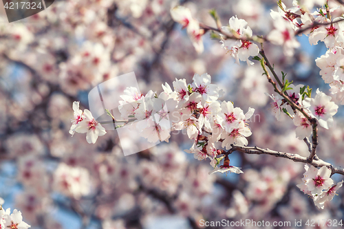 Image of Flowering apricot tree