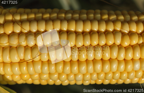 Image of Fresh ear of corn