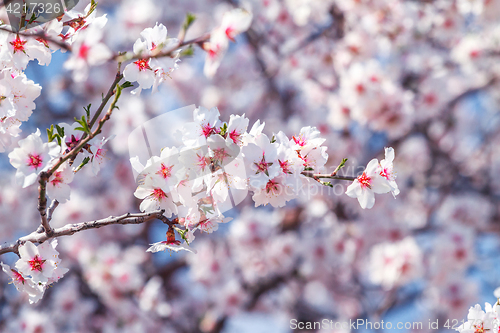 Image of Flowering apricot tree