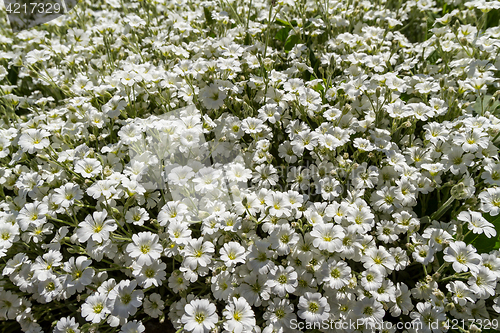 Image of Wild white flowers on a field on a sunny day.